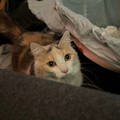 IMG_0903.HEIC
